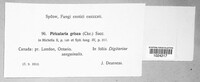 Pyricularia grisea image
